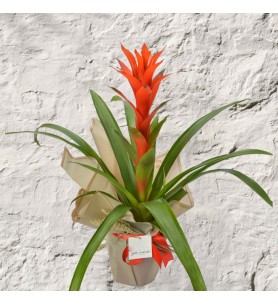 Guzmania